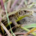 Sådan kender du forskel på skovfirben og markfirben