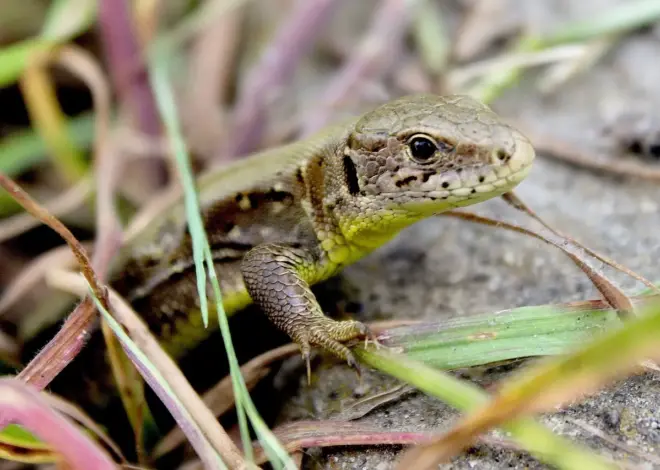 Sådan kender du forskel på skovfirben og markfirben