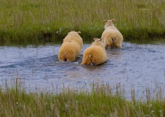 Sådan krydser du Varde Å på Kyst til Kyst-stien