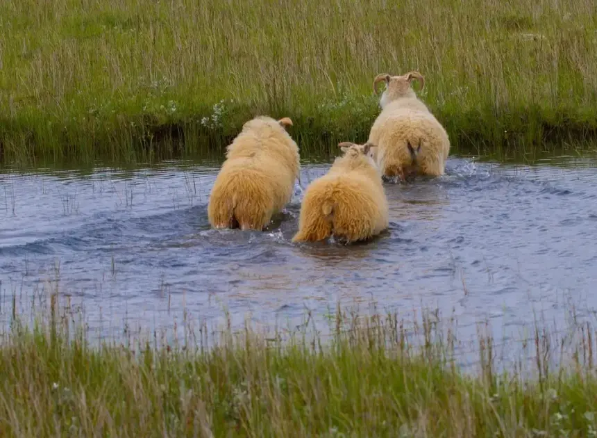 Sådan krydser du Varde Å på Kyst til Kyst-stien