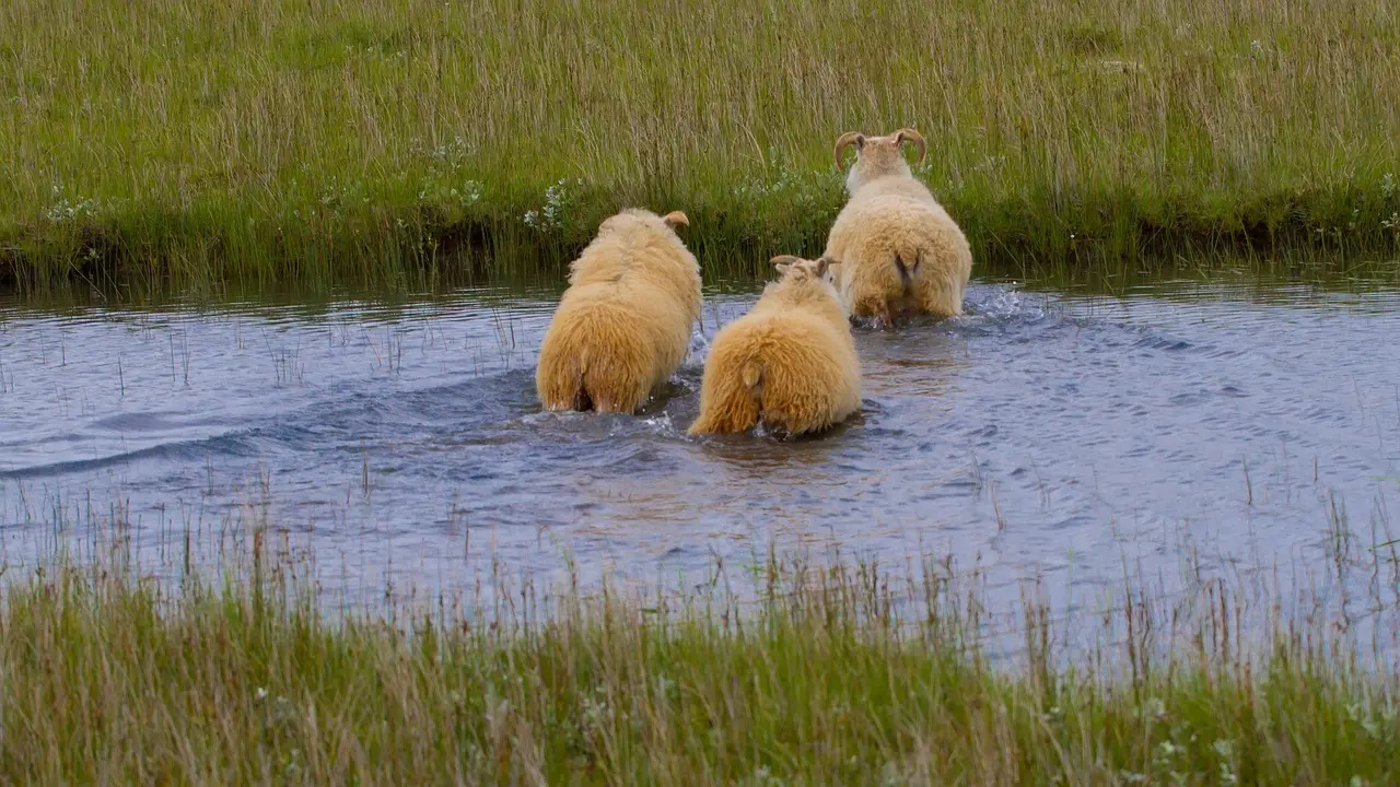 Sådan krydser du Varde Å på Kyst til Kyst-stien