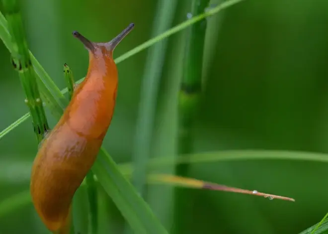 Sådan undgår du dræbersnegle i højbede