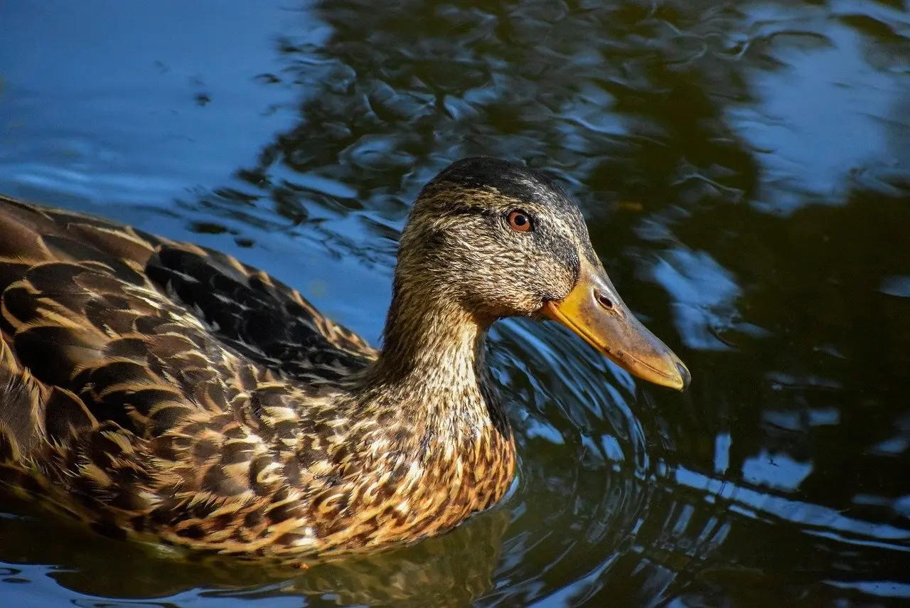 Synonymer for Eksklusive i Krydsord