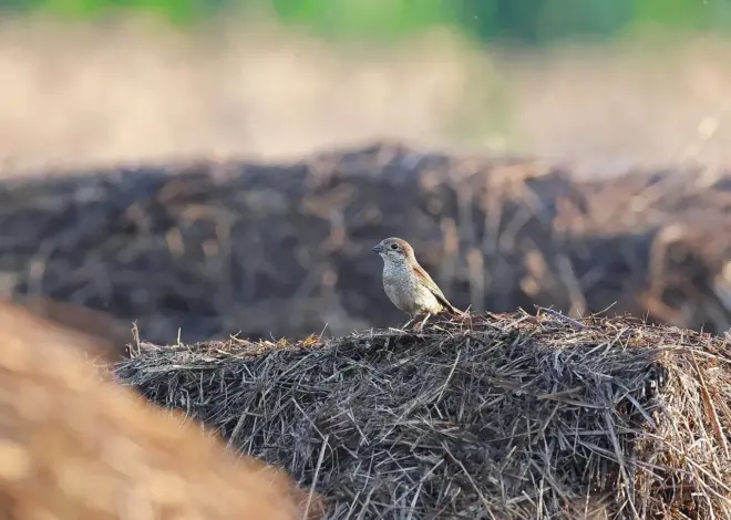 Tornskadens byttebanke: sådan ser du sporene
