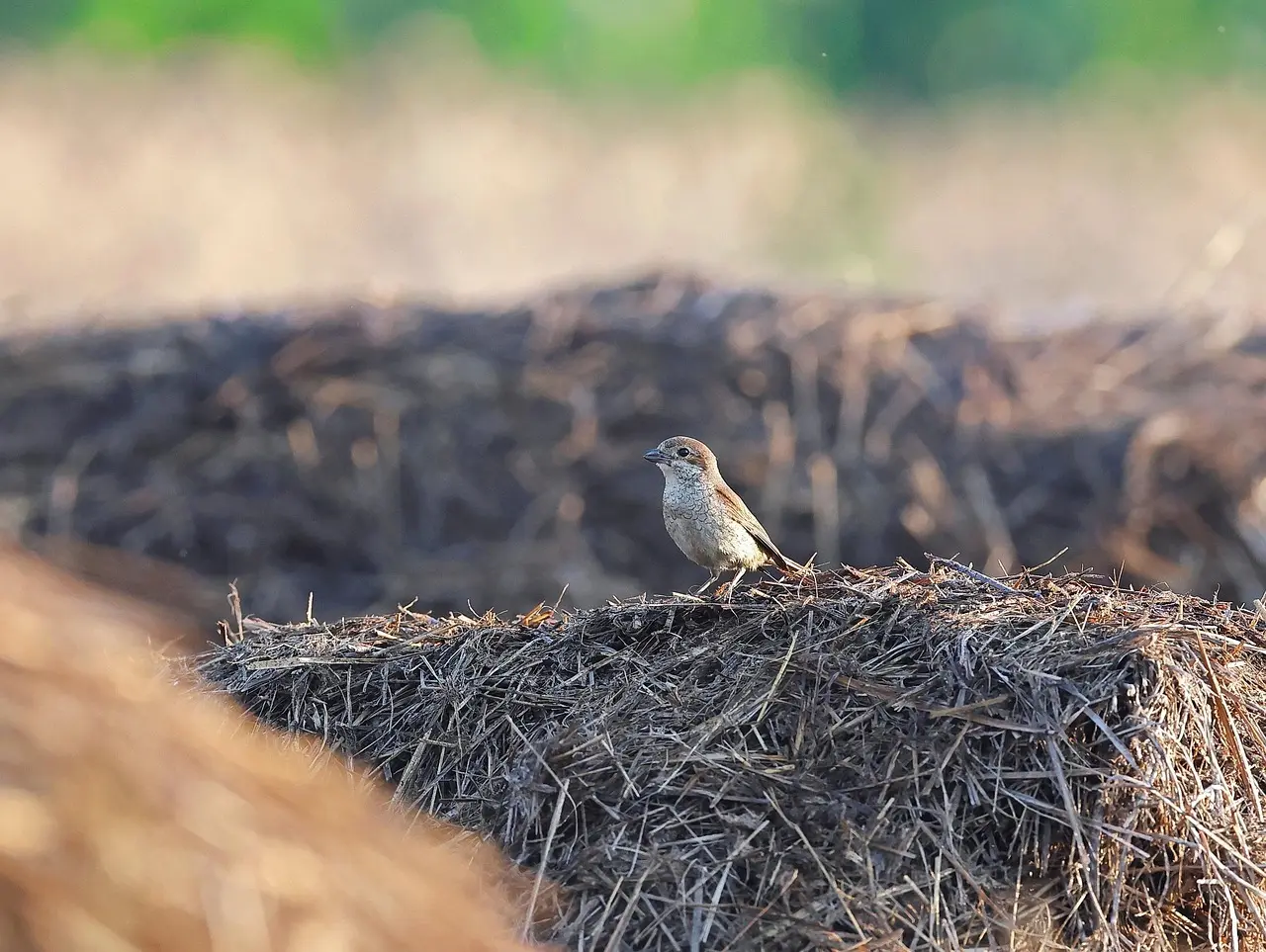 Tornskadens byttebanke: sådan ser du sporene